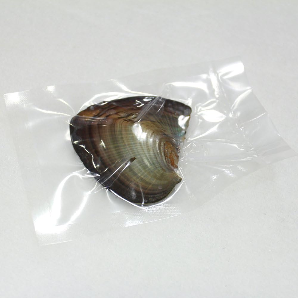 10PC Freshwater Pearl Cultured Oyster with Round Pearl Inside for Gift, Fun for Children, Family, Friends, Party (6-8mm, 10PC)