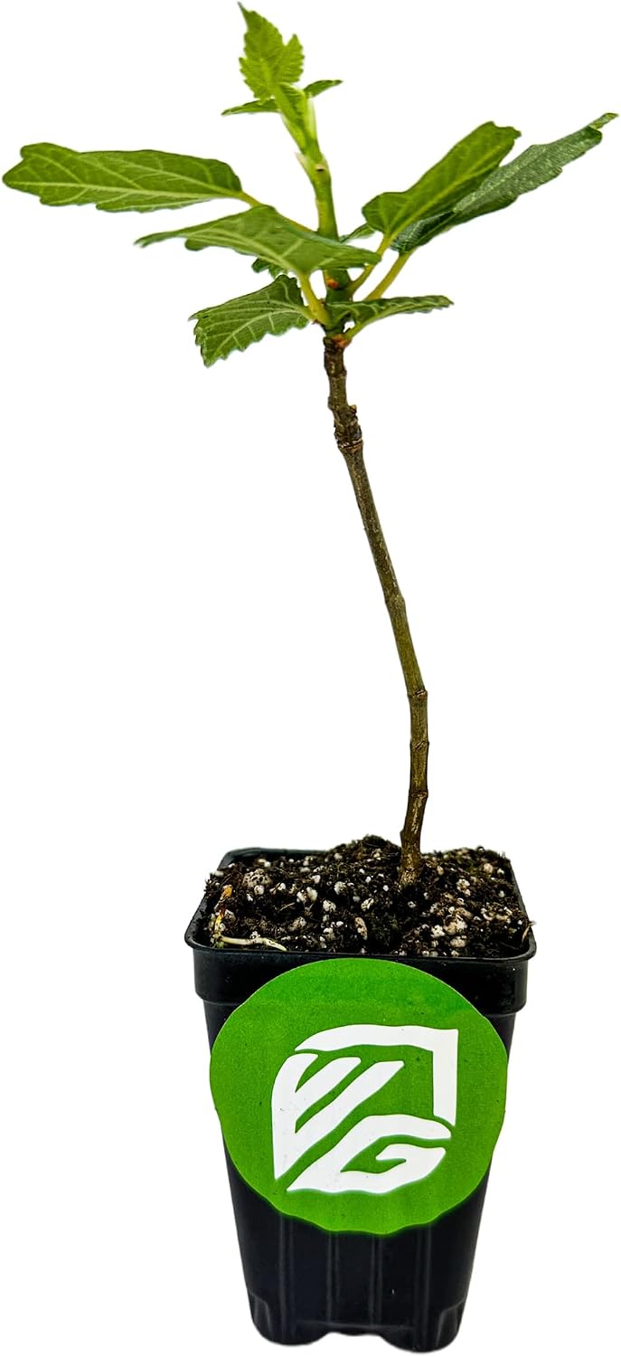 Olympian Fig Tree Live Plant - Ficus carica by Wellspring Gardens - Starter Plant Ideal for Gardens & Containers - Great for Indoor Houseplants, Outdoor Landscaping & Garden Planting