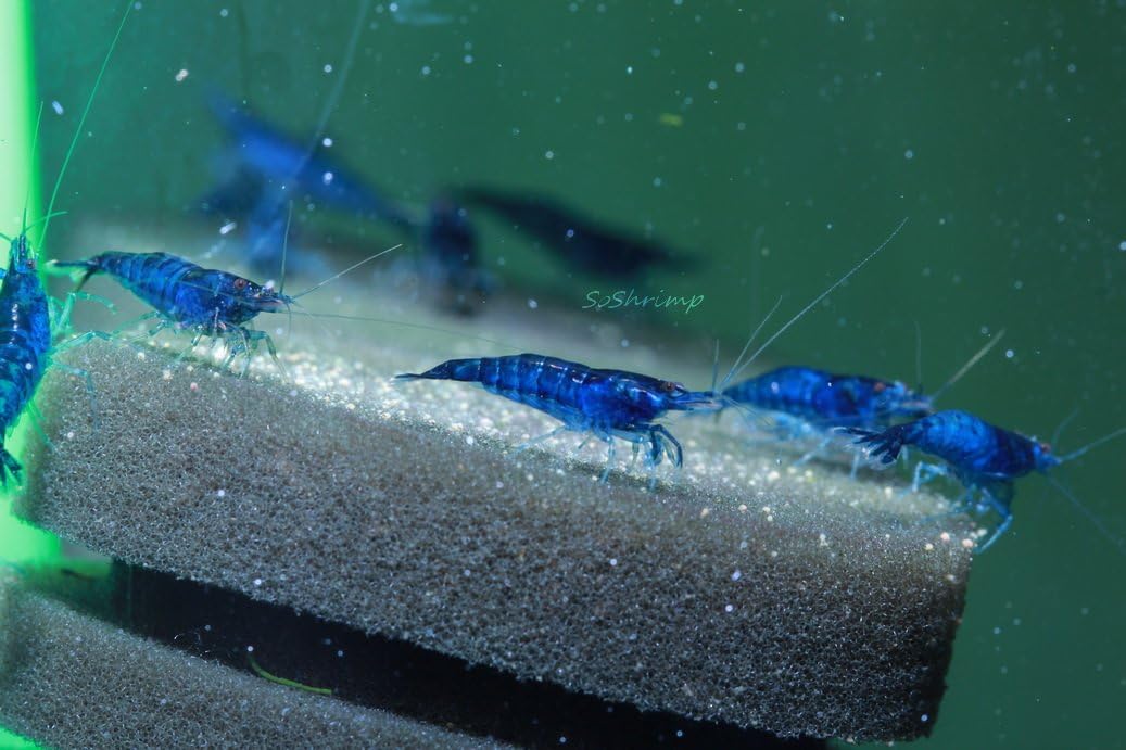 Live Freshwater Aquarium Shrimp - Neocaridina (Red Cherry, 5 Pack)