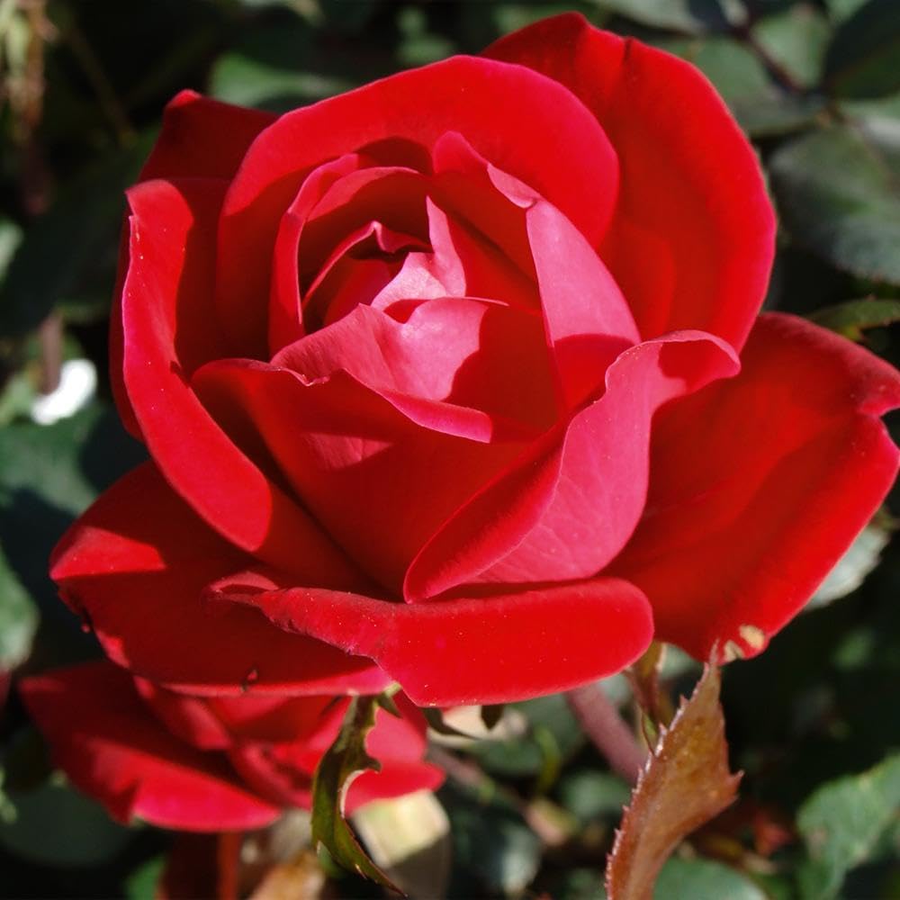 Brighter Blooms - Double Knock Out® Rose Shrub, 1 Gallon - No Shipping to AK, AZ, HI
