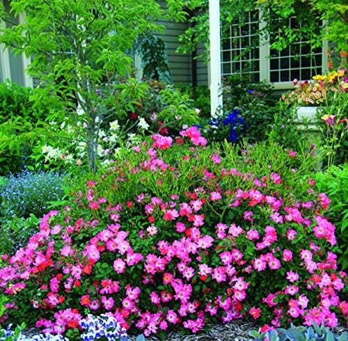 Perfect Plants Pink Drift Rose 1 Gallon, Live Plant Includes Planting Guide