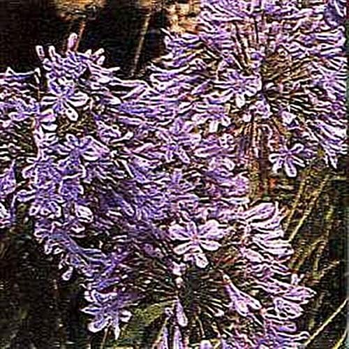 Agapanthus Africanus Queen Ann Perennial Seeds