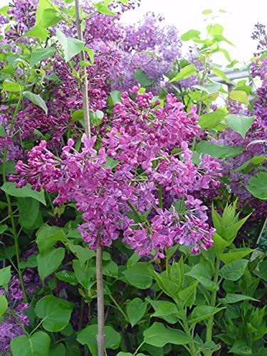 Proven Winners - Syringa x Bloomerang Dark Purple (Reblooming Lilac) Shrub, dark purple flowers, #3 - Size Container