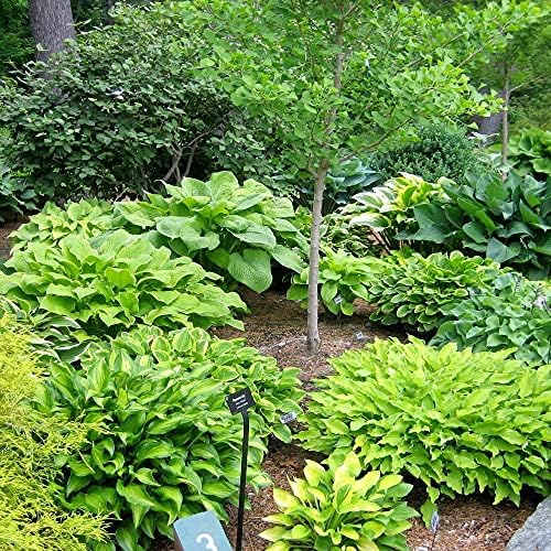 Great Deal - Ultimate Hosta Garden Collection 6-Pack of Bare Roots Hardy Mixed Heart-Shaped Hosta Rich Green Foliage, Low Maintenance