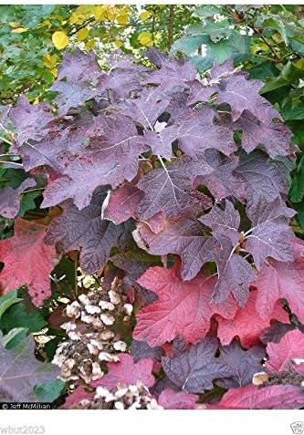 Oakleaf Hydrangea Seed - Hydrangea Quercifolia, 1000 Seeds | Showy Fall Color, Hardy to Zone 5, Native Plant from United States, Outdoor Usage