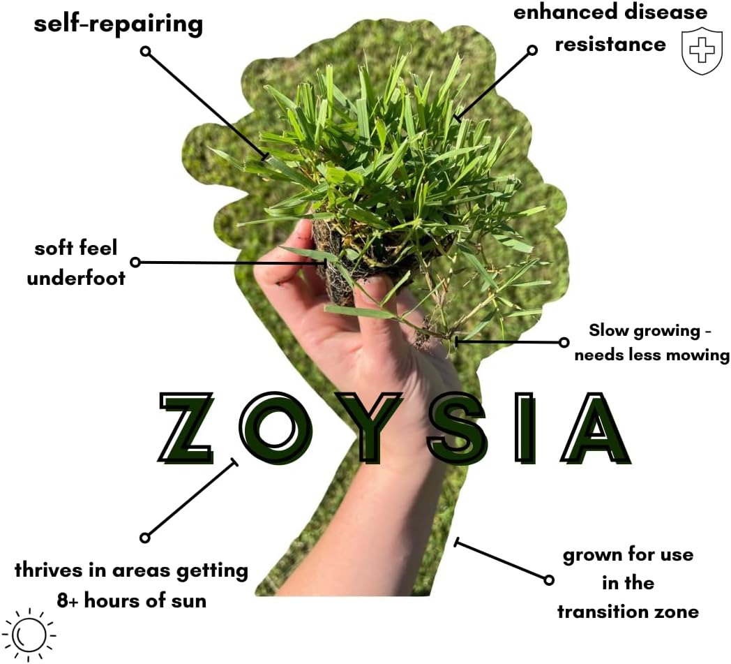 50 Zoysia Grass Plugs & Auger | Beginner's Pack