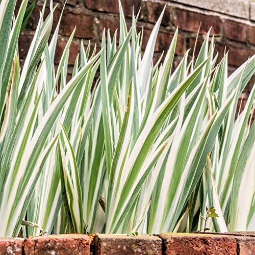 Easy to Grow Iris Pallida Variegata Pack of 1 Potted Flower Bulb - Rooted & Established in 4" Quart Pot