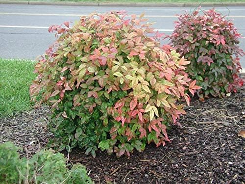 10 Plants Dwarf Nandina Firepower (Ornamental Shrub) Beautiful Rare