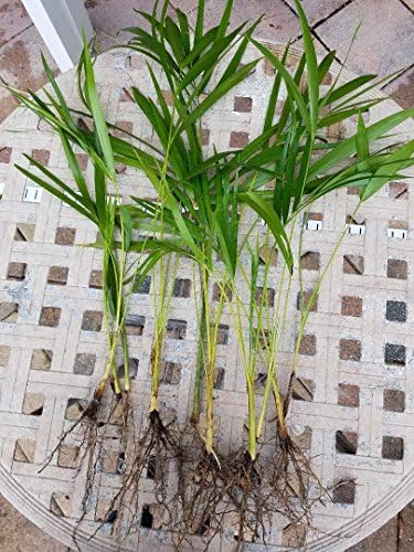 Areca Palm Plant Dypsis lutescens Easy to Grow!! [PF015]