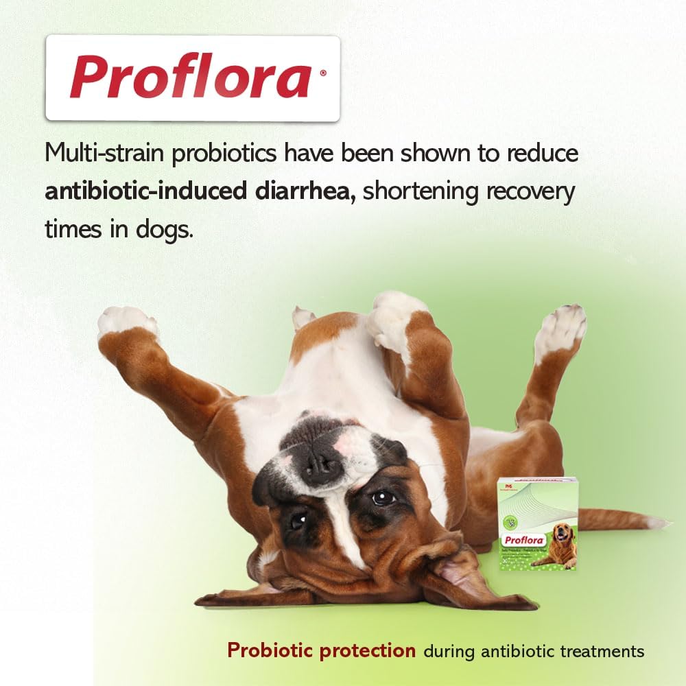 Probiotics and Prebiotics for Dogs – Daily Digestive Health Supplement, Supports Immune System, Gut Health, Healthy Digestion & Nutrient Absorption, 30 Powder Sachets.