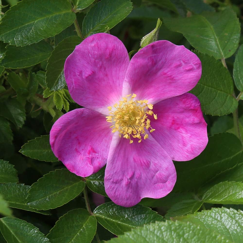 Heirloom Rugosa Roses, Live Own Root Plant, Rosalina