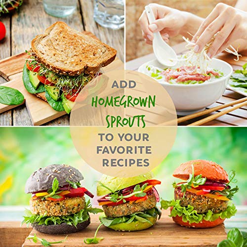 Handy Pantry Organic Whole Wheat Kernels Hard White Wheat Grain 1Lb Non-GMO | Heirloom Wheat Seeds for Hard White Wheat Berry Seeds for Sprouting Organic Wheatgrass Wheat Berry Bread Winter Wheat Seed