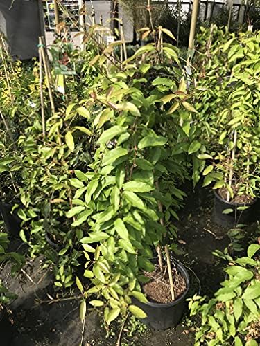 Bignonia Capreolata Crossvine 'Shalimar Red' Climbers and Vines 3 Gallon 36+ Inch Plant Ships with Soil