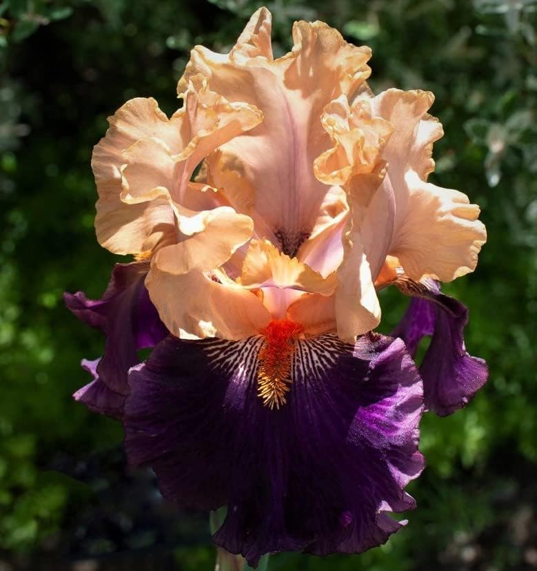 Petalpalooza, Colorful Bearded REBLOOMING IRIS (1) Rhizome/Bulb/Root Ready for Planting Now