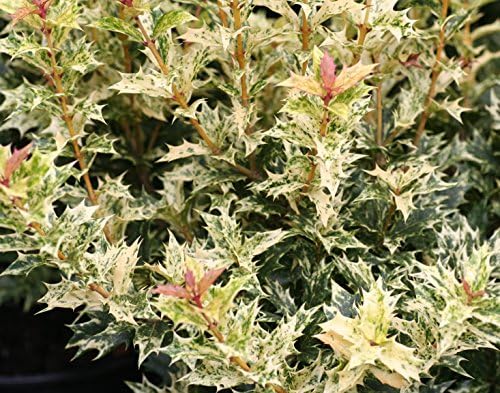 Goshiki Variegated Tea Olive (osmanthus) - Live Plant - Quart Pot