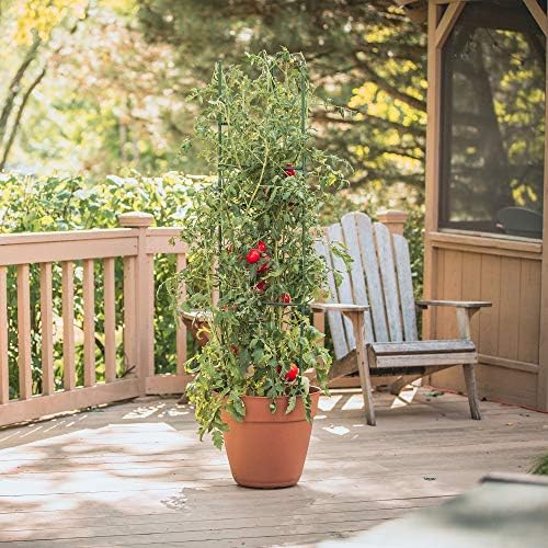 Gardener's Blue Ribbon 3-Pack Ultomato Tomato Plant Cage, Black, Model Number: TMC3PACK