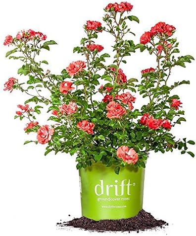 Coral Drift 1 Gallon
