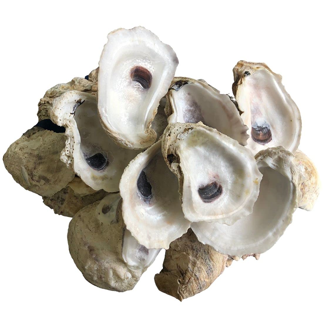 | Oyster Shells 3" - 4" | 24 Pieces • Free Two Day Shipping