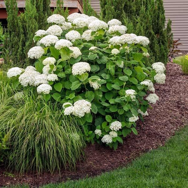 Brighter Blooms Annabelle Hydrangea Shrub, 1 Quart | No Shipping to AK, AZ, HI