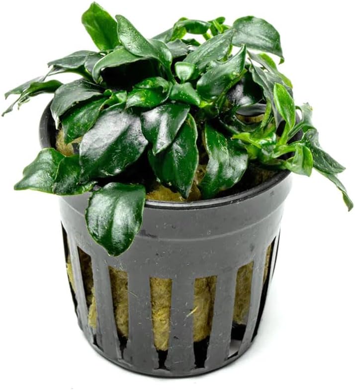 Anubias Nana Live Aquarium Plants - Potted Freshwater Plant for Fish Tanks, Terrariums - Beginner Friendly Low Light (1 Pot)