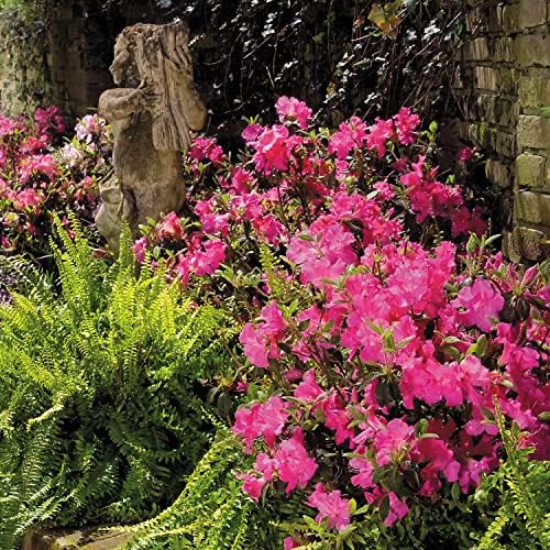 Encore Azalea Autumn Sangria (1 Gallon) Pink Flowering Shrub - Full Sun Live Outdoor Plant