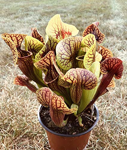 Live Carnivorous Plant Sarracenia x Catesbaei - Juvenile Bare Root Division