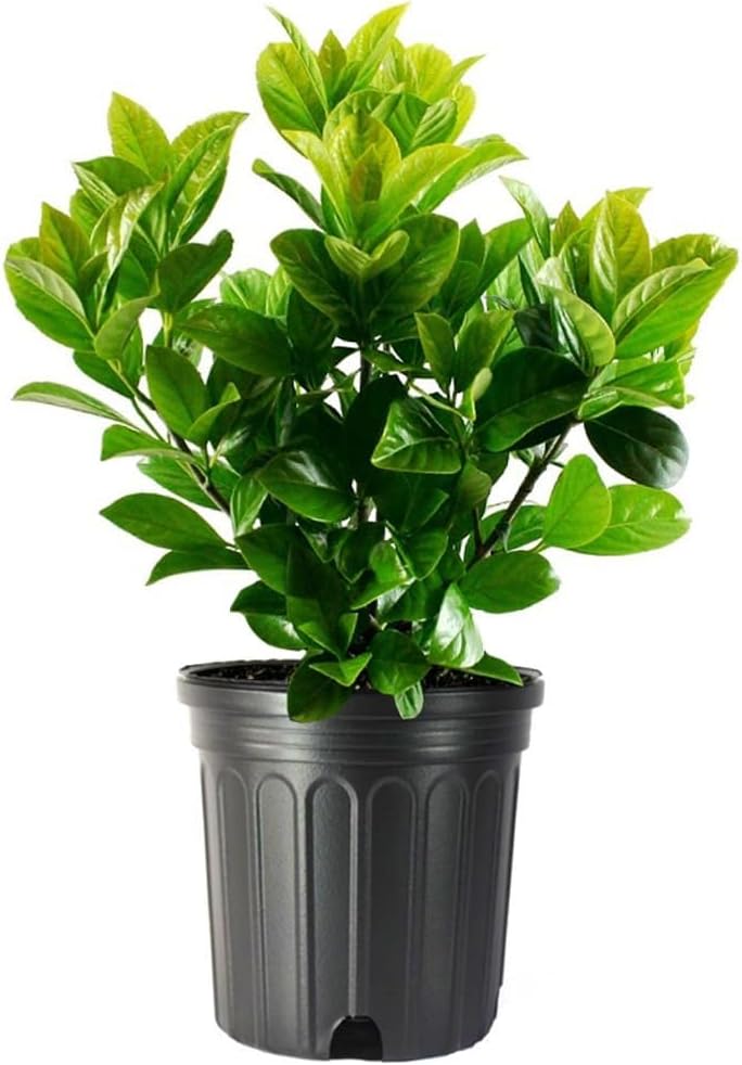 Viburnum Odoratissimum | 20 Live Plants | Fast Growing Shrub, Dense Evergreen Foliage, Fragrant White Flowers, Privacy Hedge, Low Maintenance, Drought Tolerant, Year-Round Interest