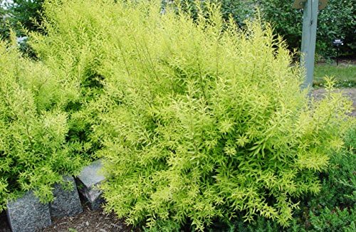 Proven Winners - Spiraea jap. Double Play Gold (Spirea) Shrub, , #3 - Size Container