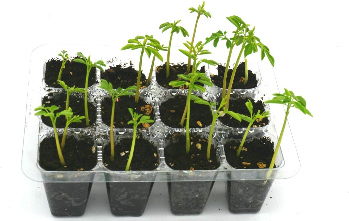 Moringa Oleifera Grow Kit | Pre-Soaked & Pre-Sown | Complete Organic Indoor Growing Set | Grow The Miracle Tree | Perfect Gardening Gift