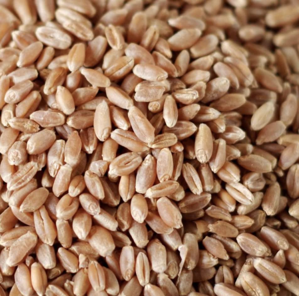 WOODSTOCK FARMS Organic Wheat Berries, 1 EA