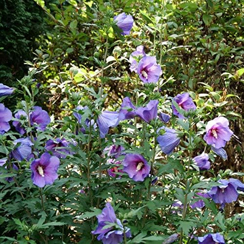 Paraplu® Violet - Rose of Sharon - Hibiscus - 4" Pot - Proven Winners