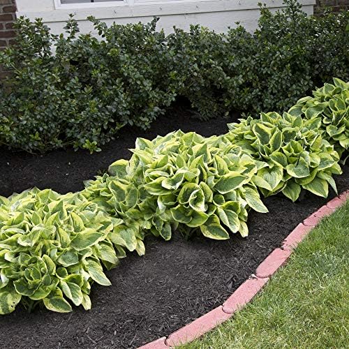 6 Pack of Mixed Heart-Shaped Hosta Bare Roots Plants - Rich Green Foliage, Low Maintenance for Your Home and Garden