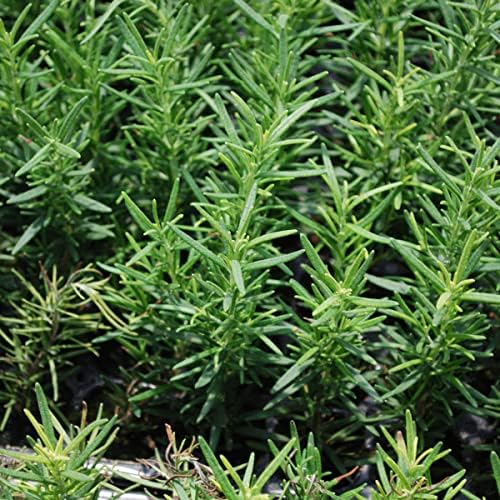 Bonnie Plants Rosemary Live Edible Aromatic Herb Plant - 4 Pack, Perennial In Zones 8 to 10, Great for Cooking & Grilling