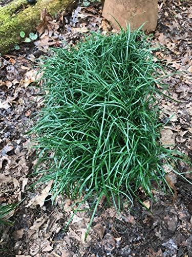 Mondo Grass (Ophiopogon japonicus) 3.5 inch pots. (30)