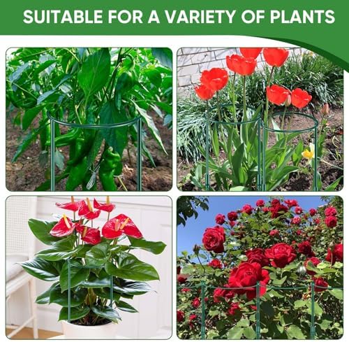 HiGift 8 Pack Plant Support Stakes, Half Round Metal Garden Plant Stake Indoor Peony Cages and Supports, Green Plant Support Ring Border for Tomato