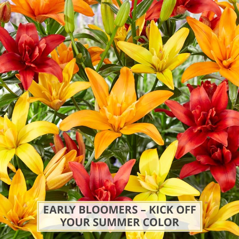 Asiatic Lilies Mix (10 Pack of Bulbs) - Freshly Dug Perennial Lily Flower Bulbs