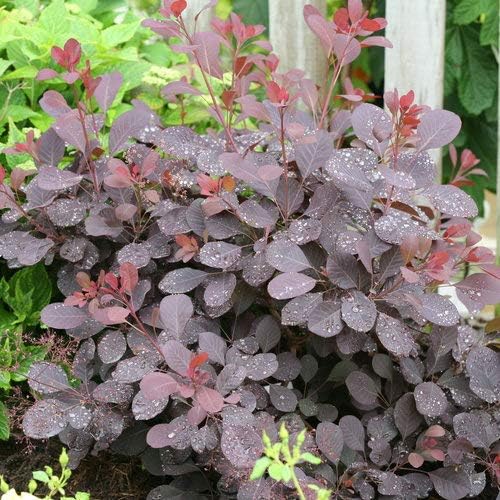 Proven Winner Cotinus cogg. Winecraft Black (Smokebush) Shrub, Pink Flowers, #3 - Size Container