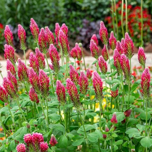 Outsidepride Crimson Clover Seeds - 10 lbs. Annual, Nitrocoated, & Inoculated Ground Cover Seeds, Ideal Clover Seed for Lawn, Cover Crop, Pasture, Hay, Green Manure & Wildlife Forage