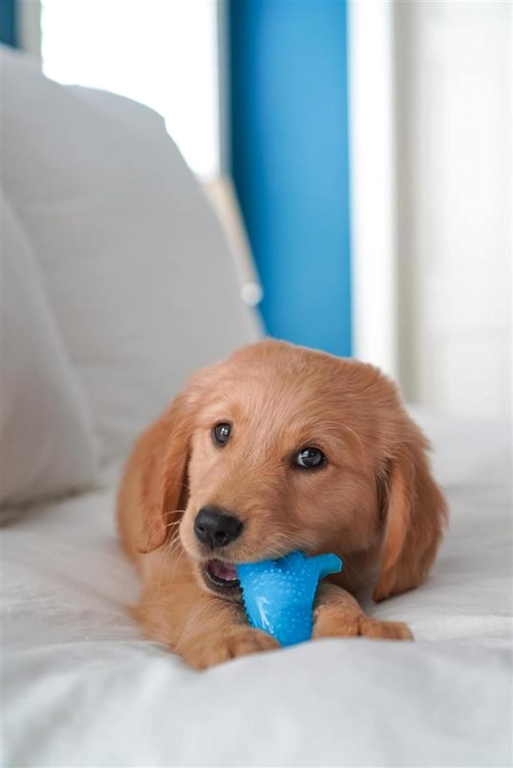 Nylabone Puppy Pacifier Chew Toy, Teething Toys for Puppies up to 25 lbs | Puppy teething toys with bacon flavor, soft material, textured nubs massage gums
