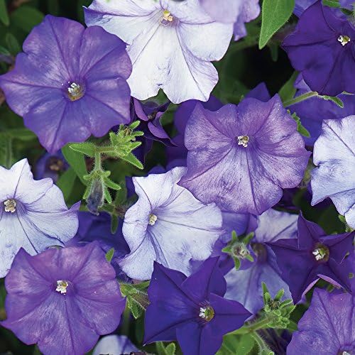 Burpee Shock Wave Denim Petunia Seeds 10 seeds