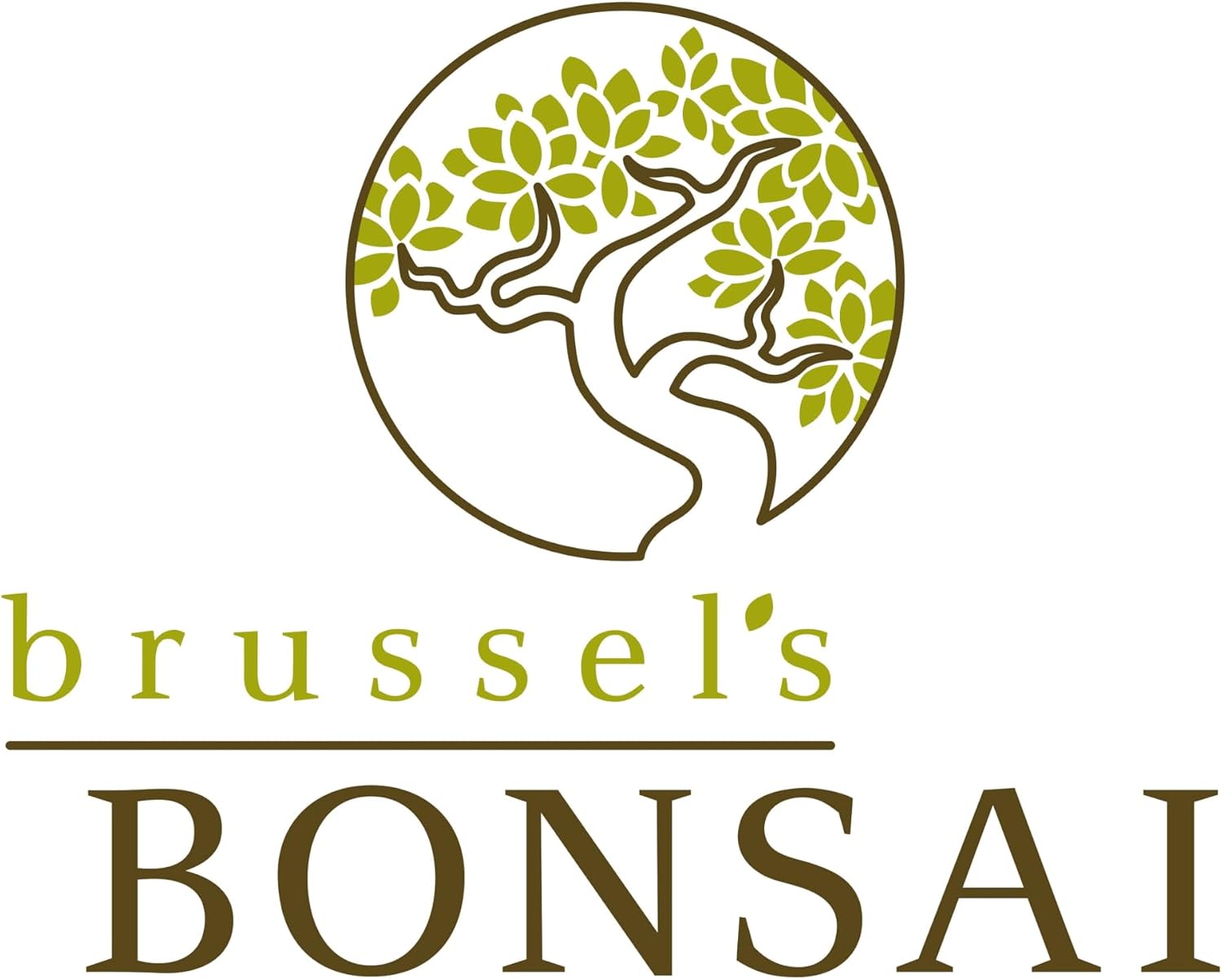 Brussel's Live Gardenia Outdoor Bonsai Tree - 6 Years Old, 10" to 14" Tall with Decorative Container | Live Bonsai Tree, Gardenia, Outdoor, 6-Year Old