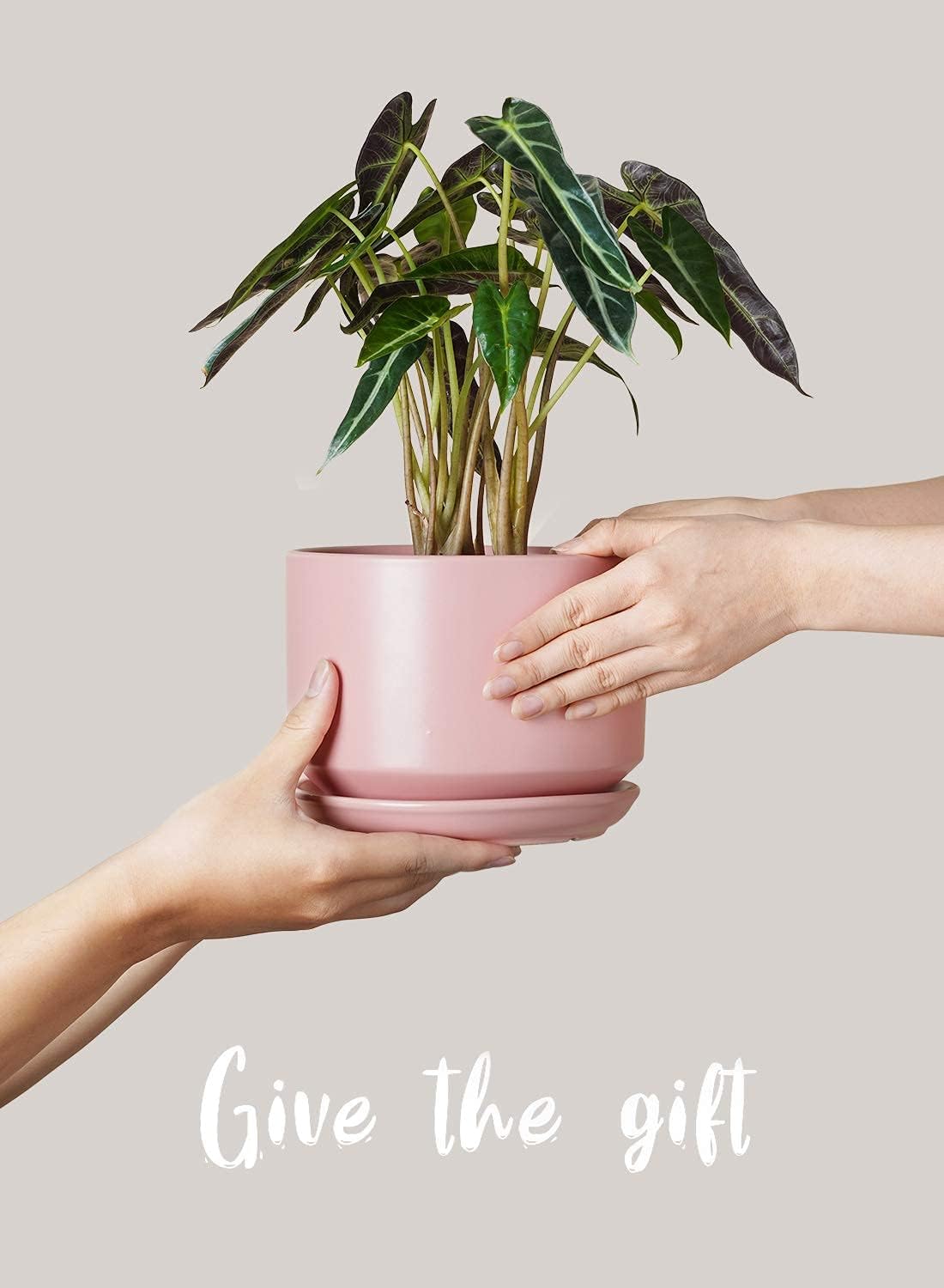 LE TAUCI Ceramic Plant Pots, 4.3+5.3+6.8 inch, Set of 3, Planters with Drainage Hole and Saucer, Indoor Flower Pot with Hole Mesh Pad, Gifts for Mom
