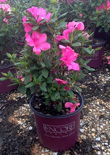 Encore Azalea Autumn Sangria (1 Gallon) Pink Flowering Shrub - Full Sun Live Outdoor Plant