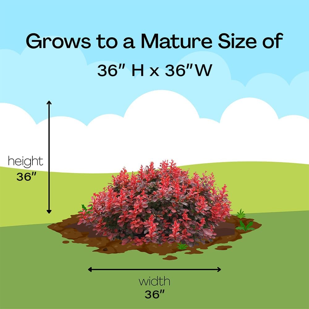 2 Gallon Proven Winner Sunjoy Mini Maroon Barberry Shrub