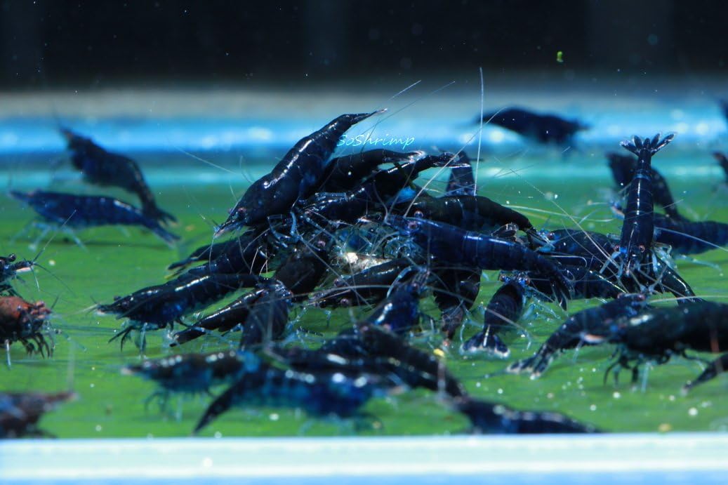 Live Freshwater Aquarium Shrimp - Neocaridina (Red Cherry, 5 Pack)