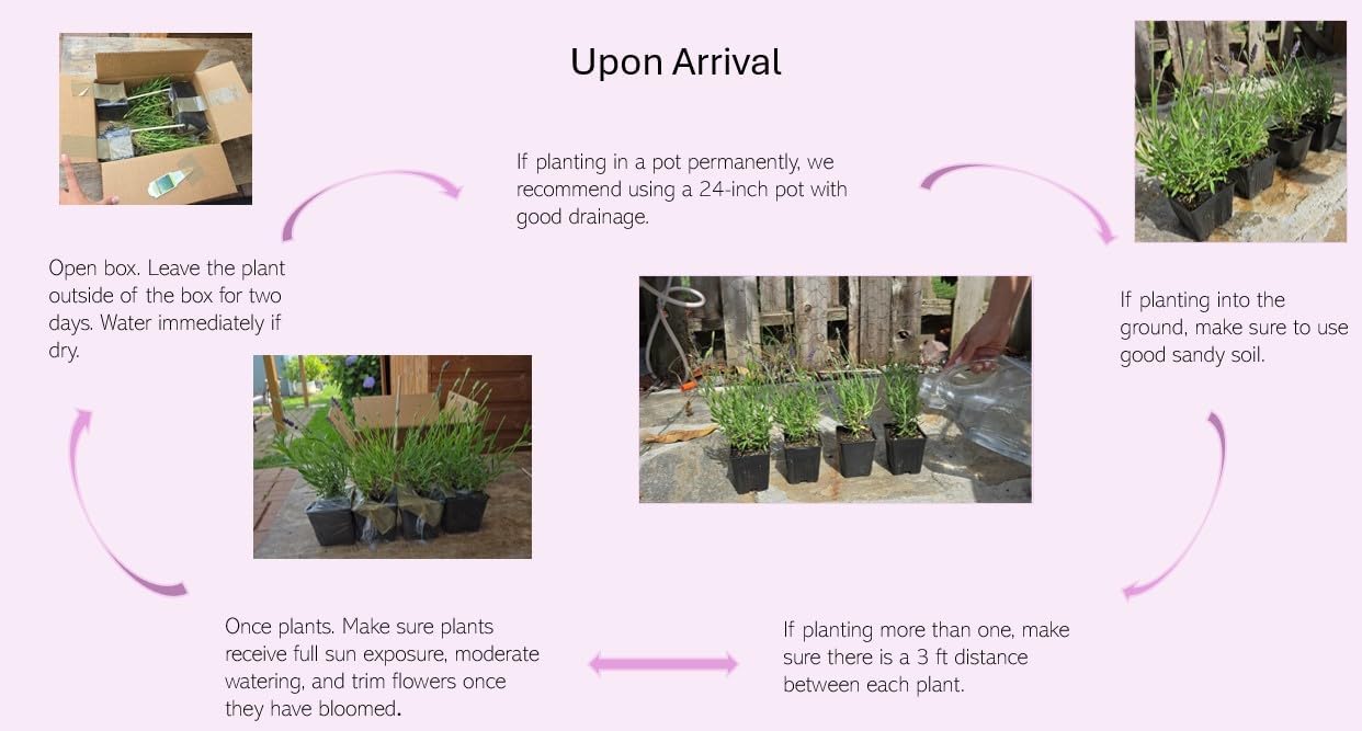 L+ French Provence Lavender — 1 Live Plant in 4" Pots — Blue-Purple Flowers — Fragrant, Bee-Friendly, Drought & Deer Resistant Perennial — Zones 5–9 — Grown in Sequim, WA