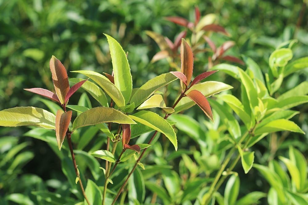 Perfect Plants Tea Olive Live Plant, 1 Gallon, Fragrant Osmanthus | Sweetly scented blooms perfume the whole yard, zones 8-11, glossy evergreen for privacy hedges, draws hummingbirds