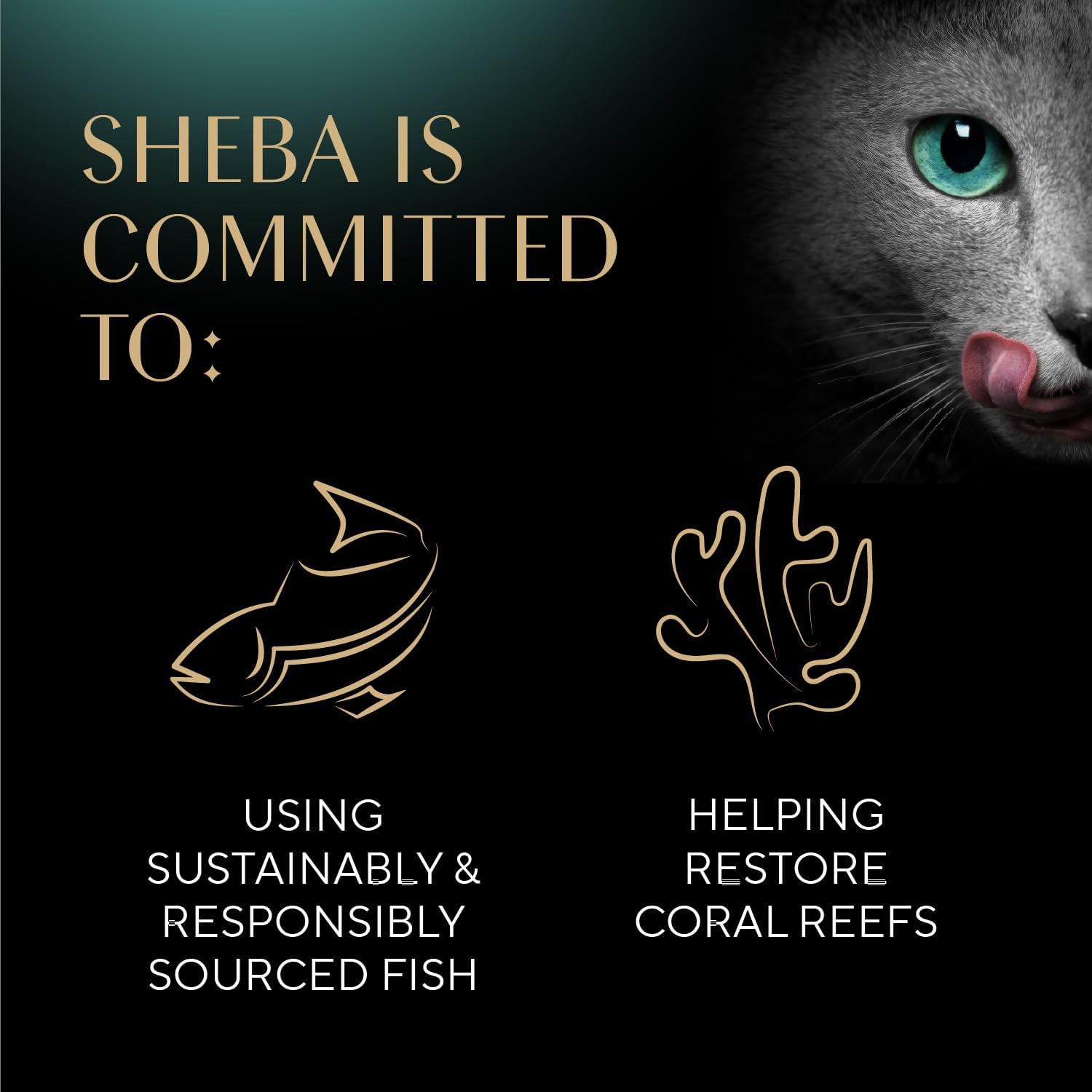 Sheba Perfect Portions Pate Wet Cat Food, Seafood Pack, 2.6 oz, 12 ct, 2pk | Grain-free, made in USA, Salmon & Whitefish-Tuna, 48 servings total, sustainable seafood, twin-pack trays