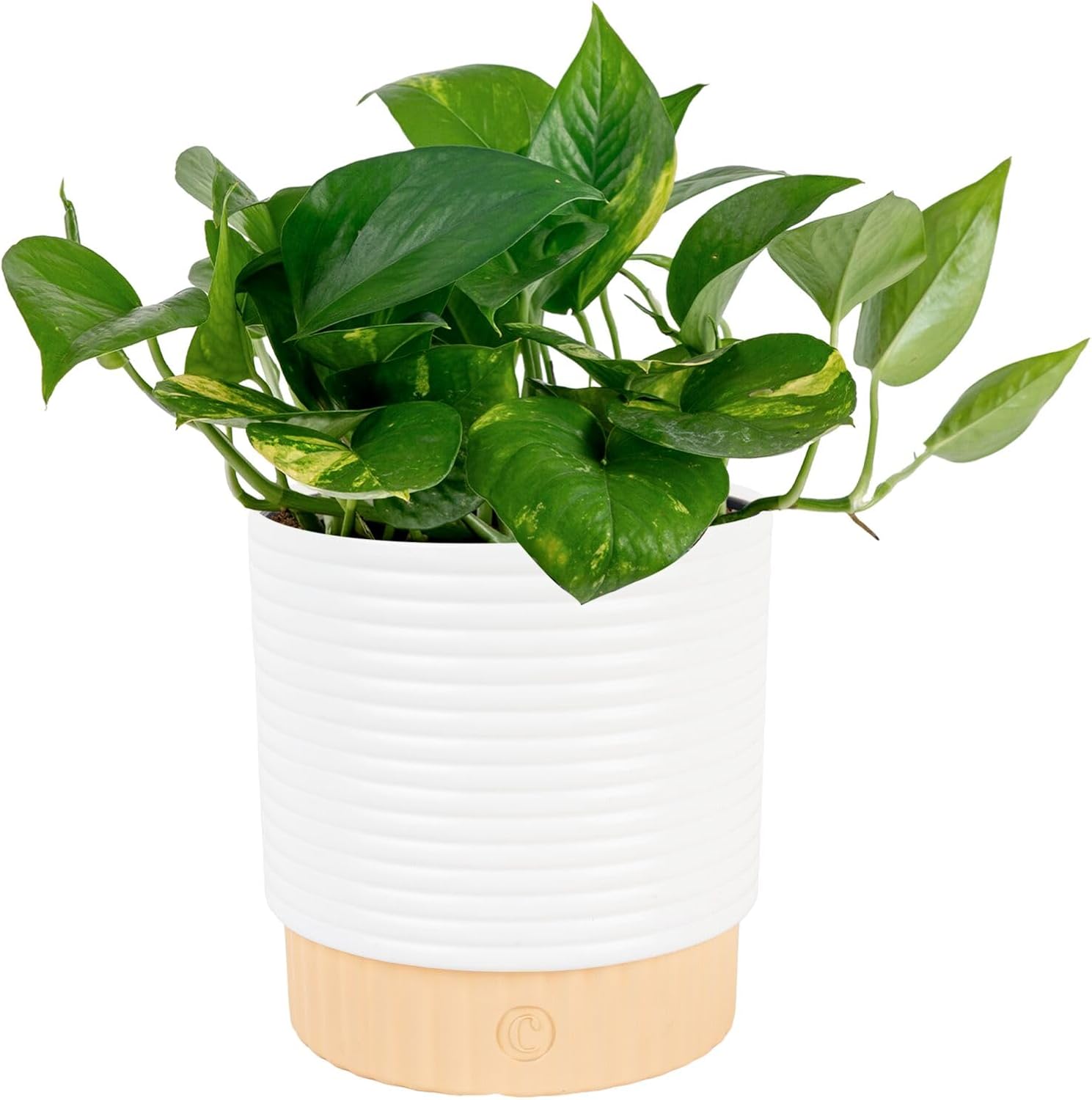 Costa Farms Golden Pothos, Live Indoor Plant, Trailing Vine, Air Purifying | Fast-growing trailing vine, one of the easiest to grow. Great indoor houseplant. Ideal housewarming or birthday gift.