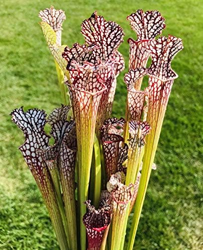 Carnivorous Pitcher Plant Sarracenia leucophylla - Bare Root Rhizome Form